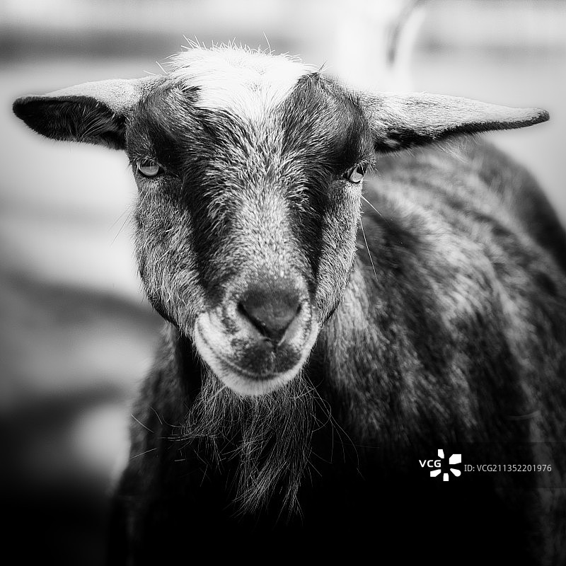 山羊特写肖像图片素材
