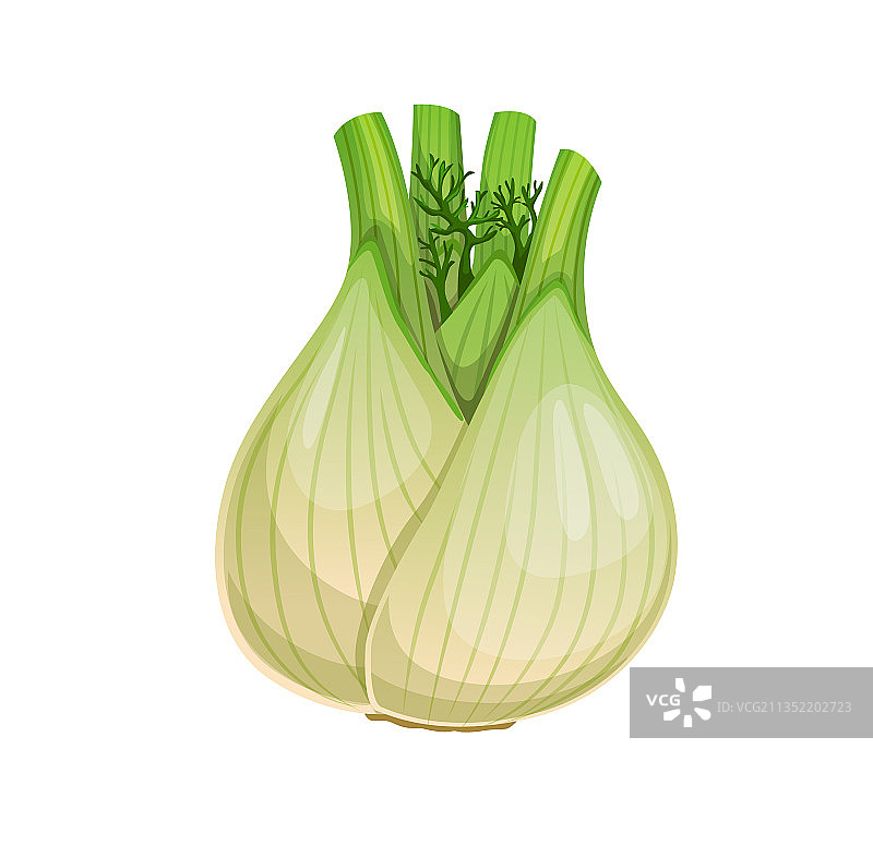 生茴香根茎蔬菜图片素材