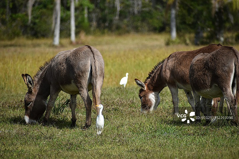 在美国佛罗里达州牧场上吃草的驴图片素材