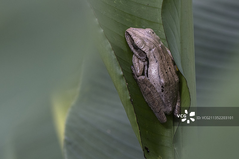 新加坡树蛙在树叶上的特写图片素材