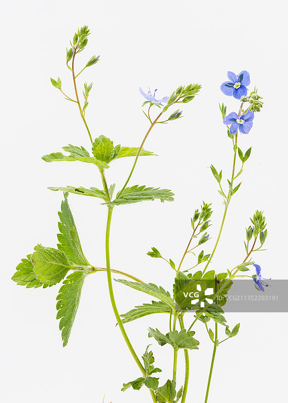 英国白色背景前的香草特写图片素材