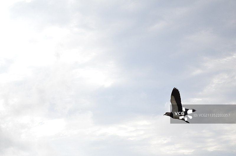 仰视视角：天空下的飞鸟图片素材
