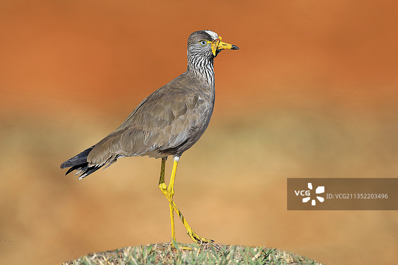 黄脚鹬栖息在岩石上的特写图片素材