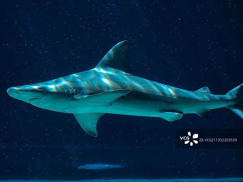 海中游动的热带鲨鱼特写，圣安东尼奥，德克萨斯州，美国图片素材