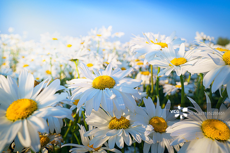 白色雏菊花朵特写，荷兰图片素材