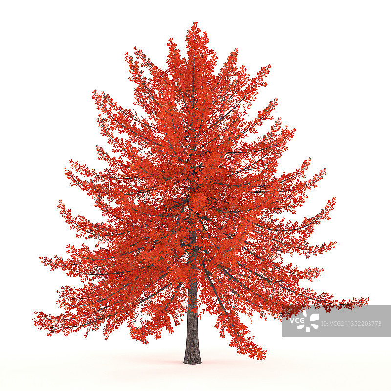 白色背景上的红色树木特写图片素材