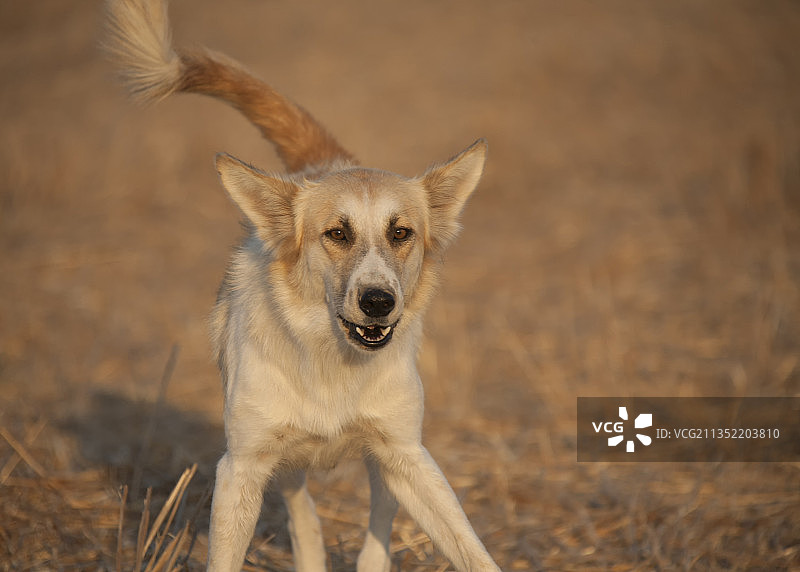 站立在陆地上的豺狼图片素材