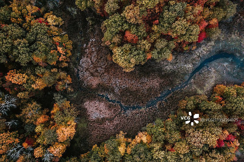美国秋季森林树木航拍图片素材