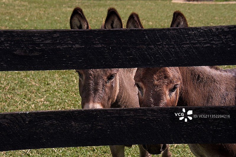 围栏旁的奶牛特写图片素材