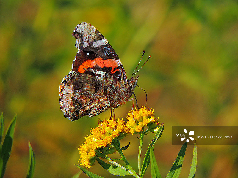 蝴蝶在黄色花朵上采蜜特写，西弗吉尼亚州西部，美国图片素材