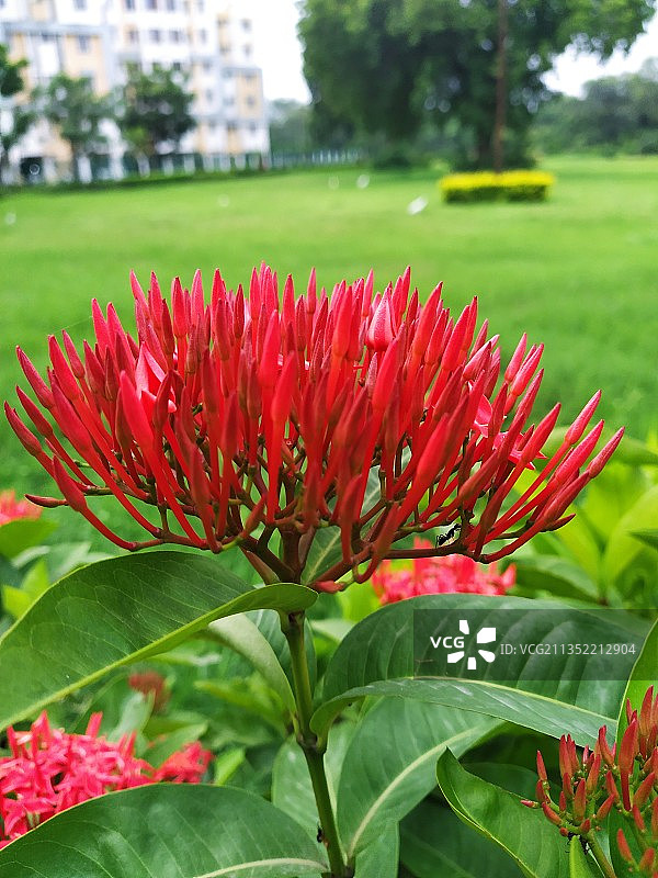 红色开花植物的特写图片素材