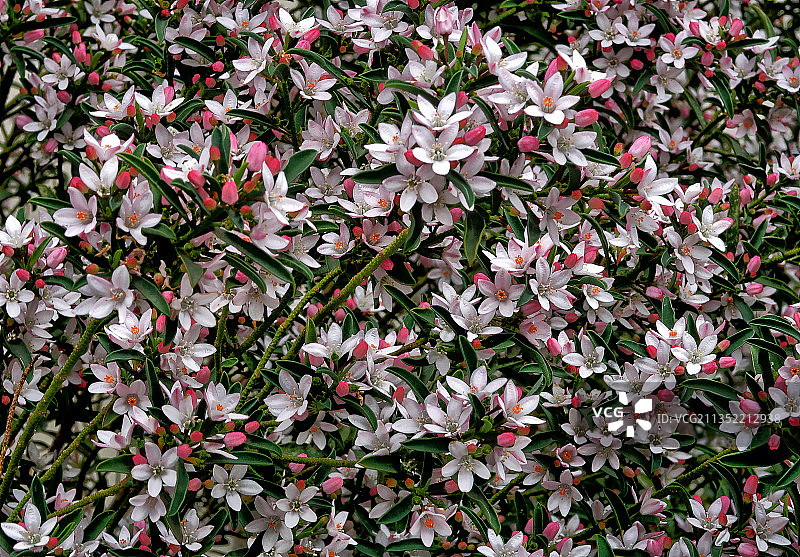 澳大利亚维多利亚州墨尔本的开花植物特写图片素材