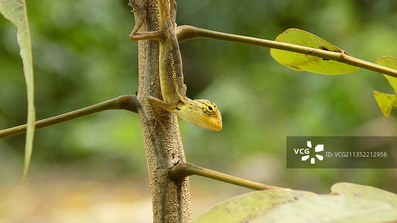 近距离观察植物上的鬣蜥图片素材