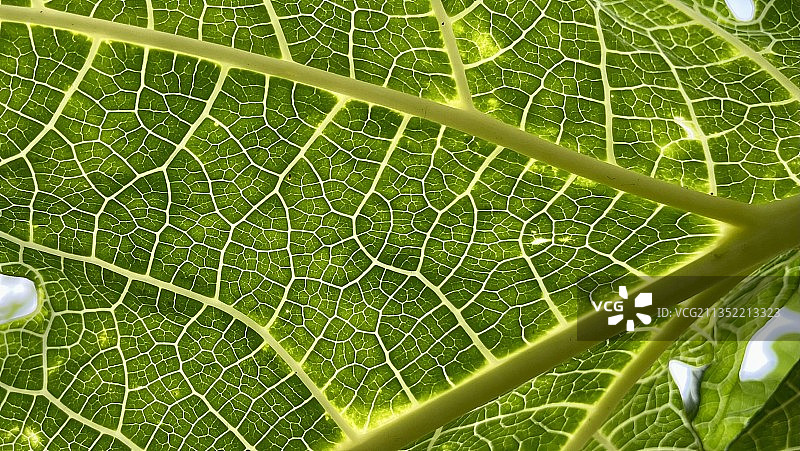 蜘蛛在网上的特写镜头图片素材