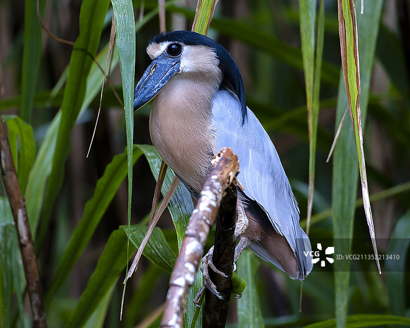 科斯达黎加阿拉胡埃拉省翠鸟栖息于树枝特写图片素材