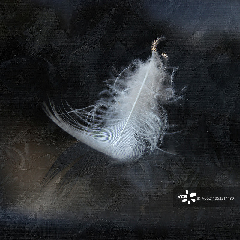 特写：桌子上的羽毛图片素材