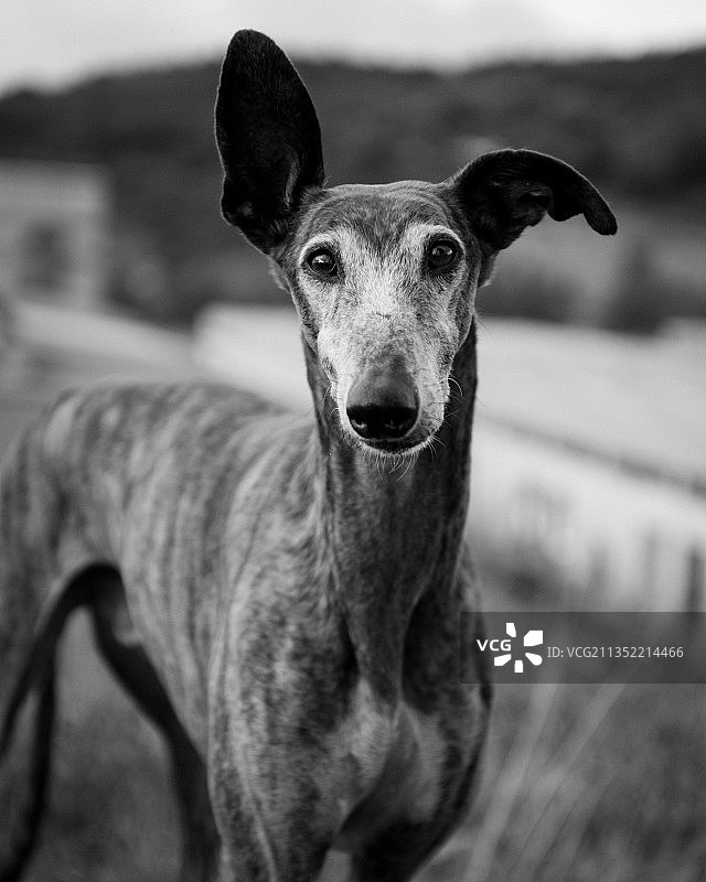 在西班牙比斯开省毕尔巴鄂户外站立的灰狗的特写图片素材