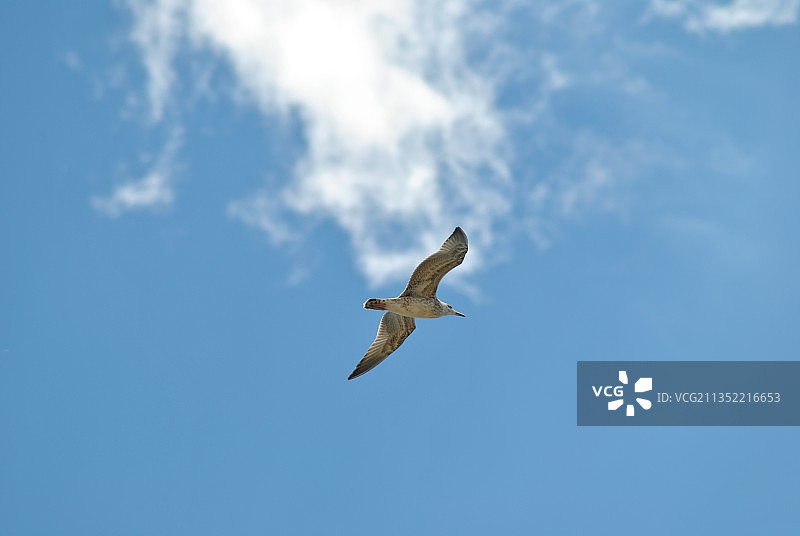 低角度拍摄：海鸥飞翔于乌克兰上空图片素材