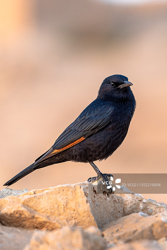 栖息在岩石上的歌雀形燕子特写，塔玛地区议会，以色列图片素材