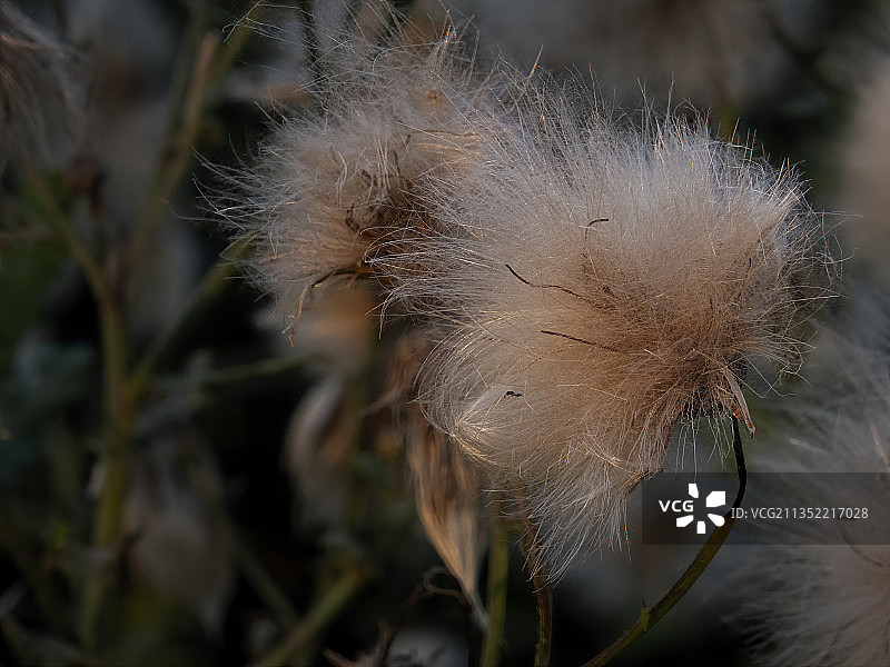 美国明尼苏达州罗切斯特的枯萎蒲公英花特写图片素材