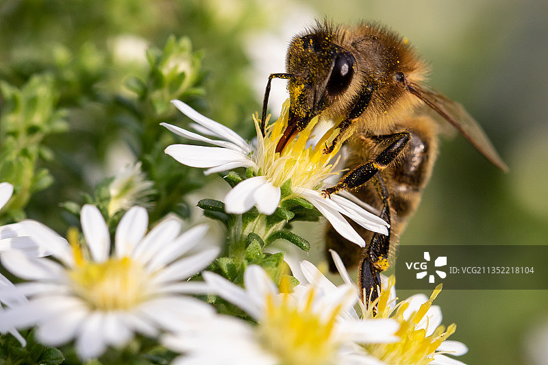 蜜蜂在花上授粉的特写，德国奥芬堡图片素材
