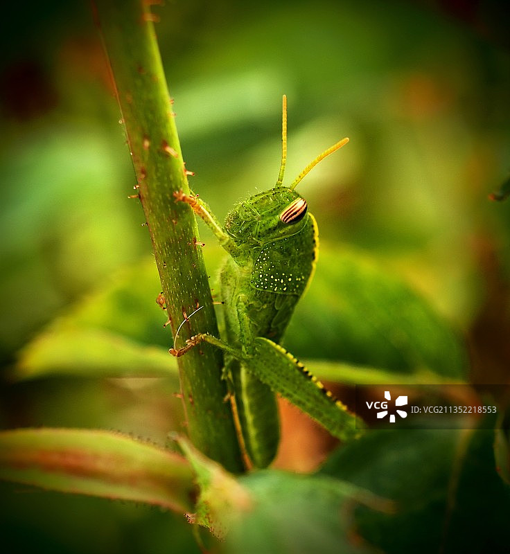 毛虫在植物上的特写镜头图片素材