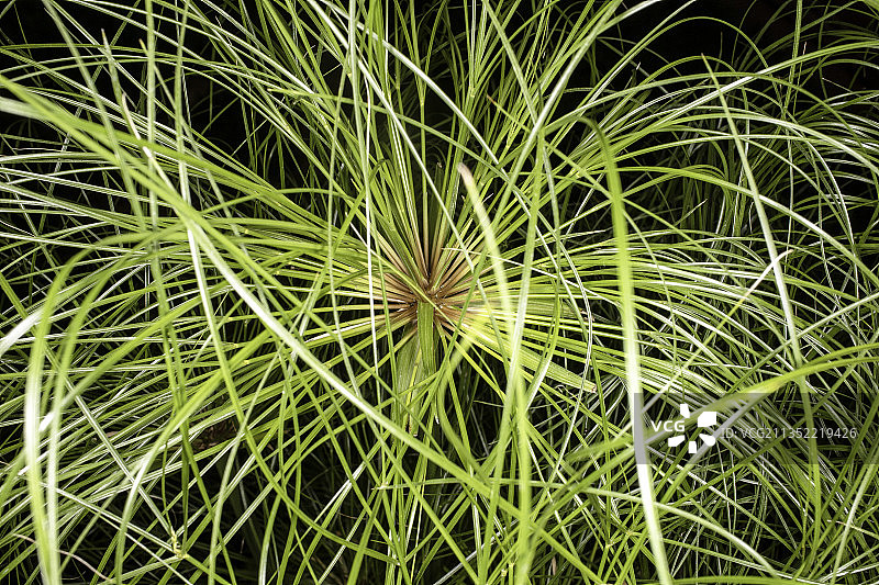 加拿大不列颠哥伦比亚省兰利市田野上的蒲公英全画幅照片图片素材