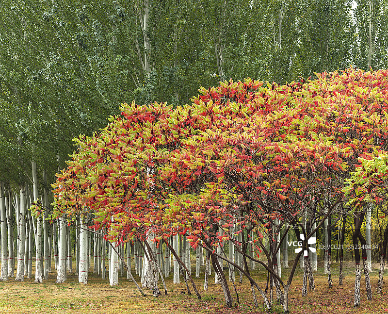 秋天的火炬树图片素材