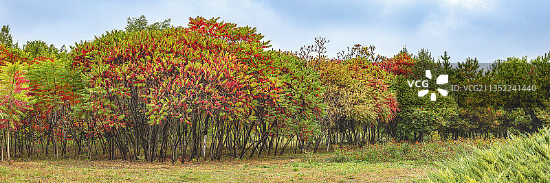 秋天的火炬树图片素材