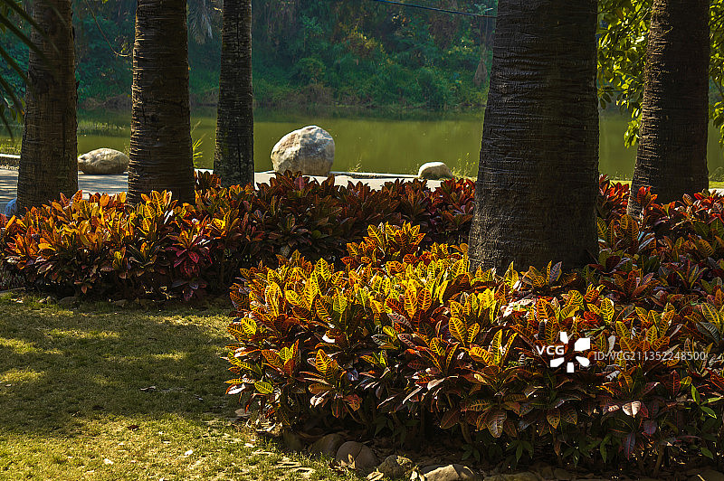 云南西双版纳热带花卉园图片素材