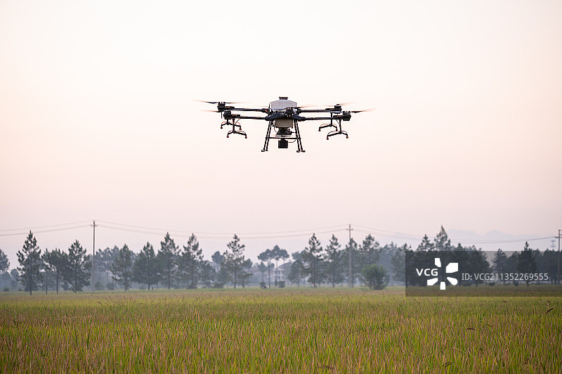植保无人机傍晚在金色稻田进行播撒草籽作业图片素材