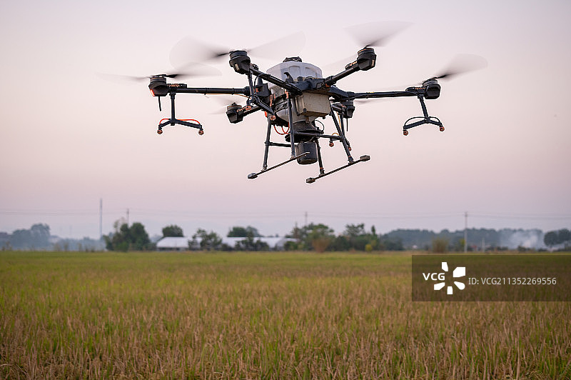 植保无人机傍晚在金色稻田进行播撒草籽作业图片素材