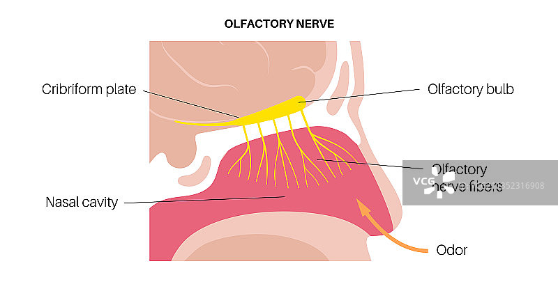 嗅神经解剖结构图片素材