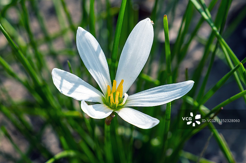 清新葱莲花头图片素材