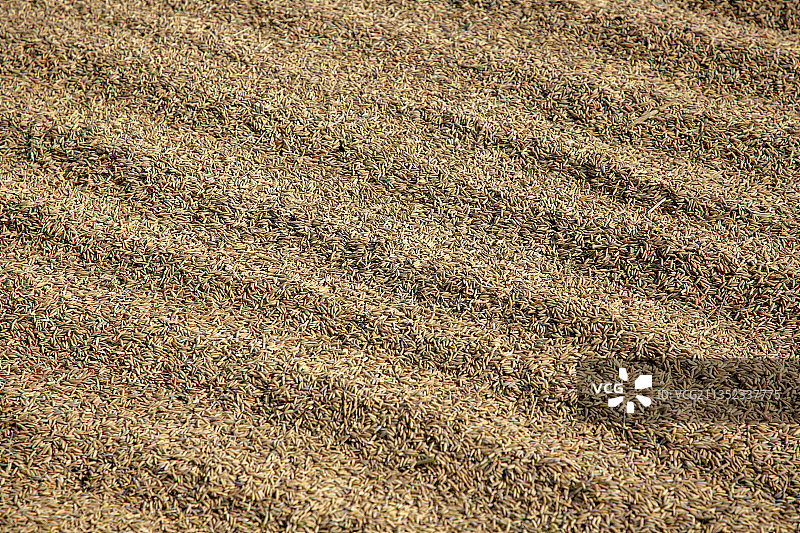 正在晾晒的水稻谷图片素材
