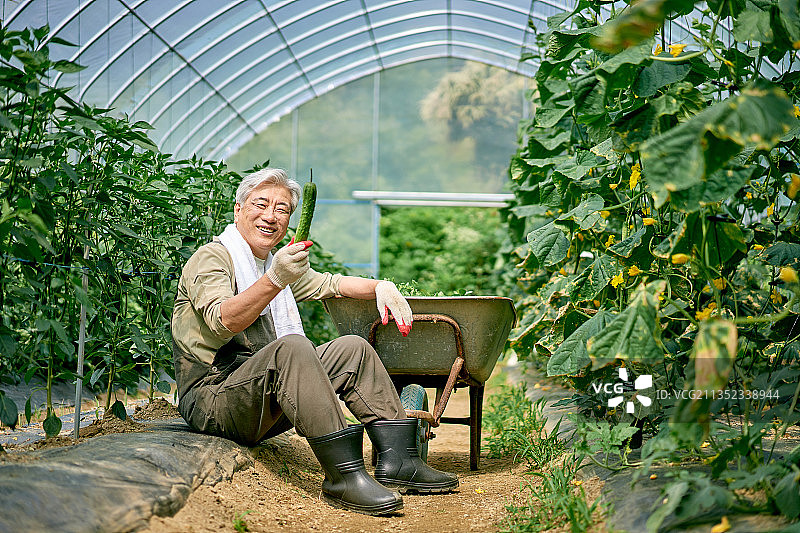 农民蔬菜直供农业种植园图片素材