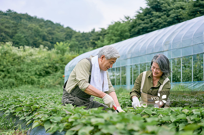 农民蔬菜直供农业种植园图片素材
