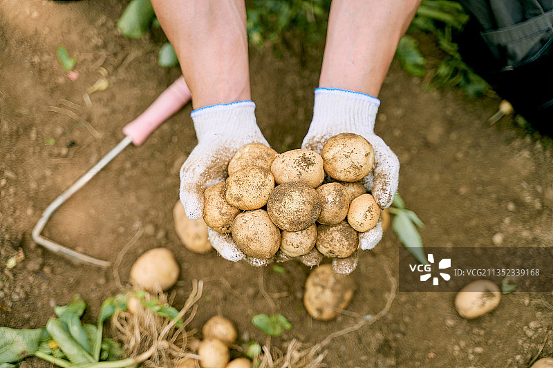 农民蔬菜直供农业种植园图片素材
