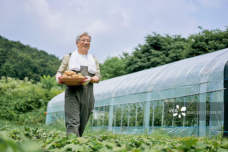 农民蔬菜直供农业种植园图片素材