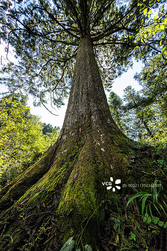 湖北利川：大山深处的台湾杉，距今170余年，胸围8.3米，树图片素材