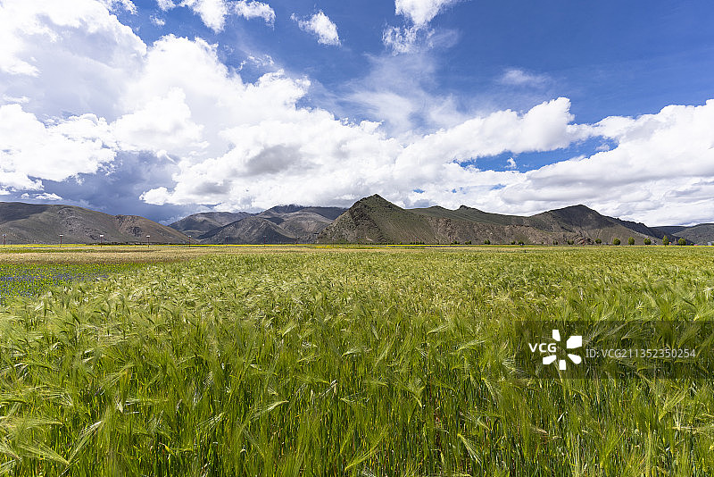 西藏山南的青稞田图片素材