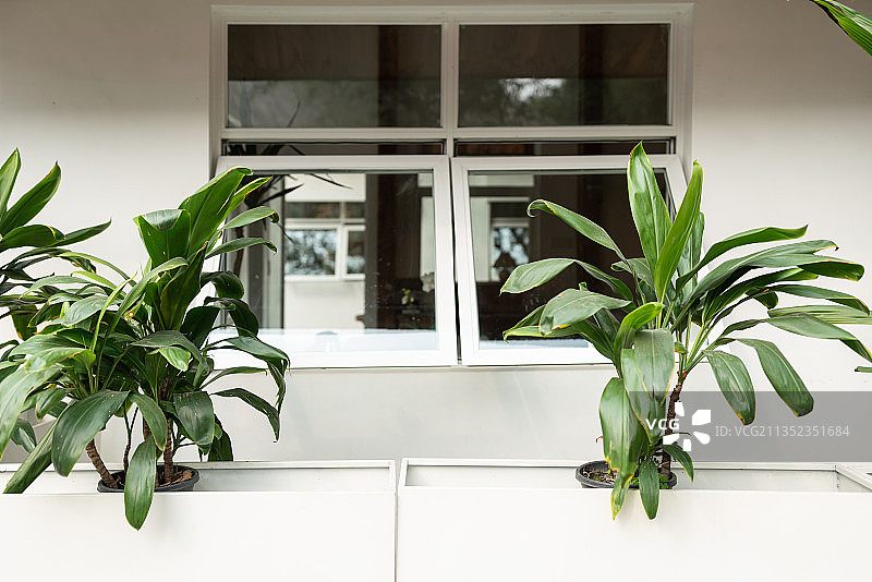 窗前的绿植图片素材