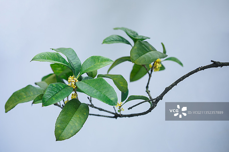 桂花纯背景金桂丹桂秋天图片素材