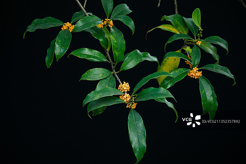 桂花纯背景金桂丹桂秋天图片素材