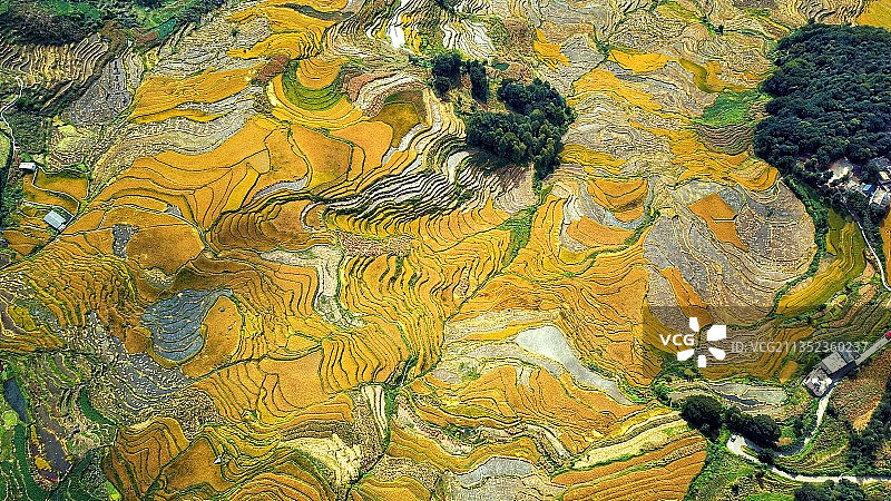 金色的梯田图片素材