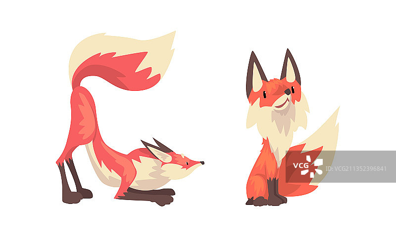 竖耳尖吻的狐狸动物图片素材