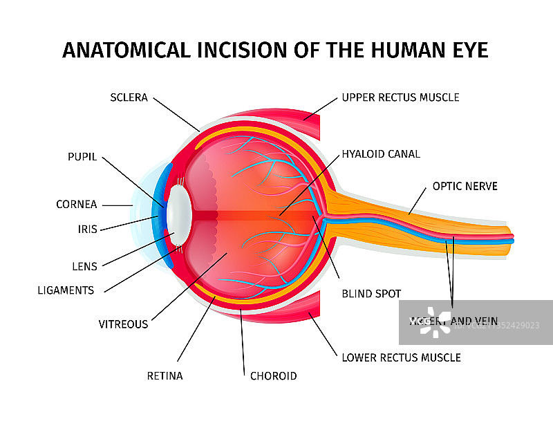 人眼球解剖切面图图片素材