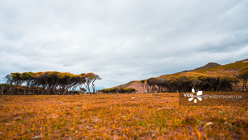 青海省祁连县草原奇特沙柳图片素材
