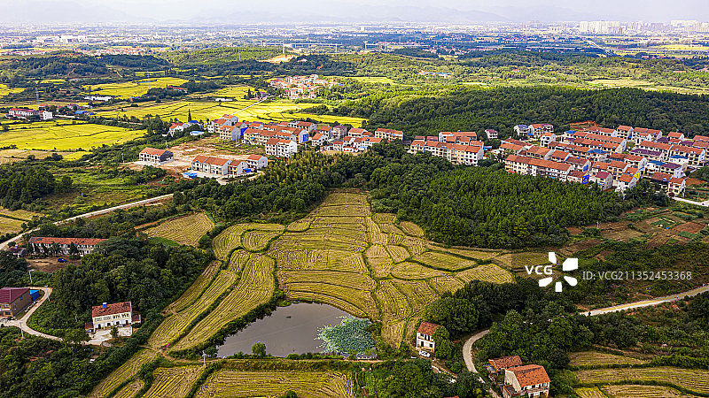 2021年国庆节航拍金黄的稻田图片素材