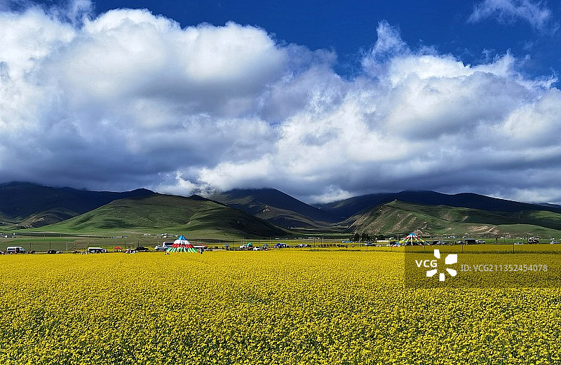 青海油菜花开的季节图片素材